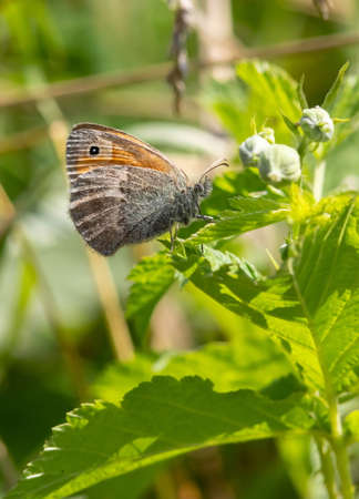 butterfly on a background of green grass in the summer day sunlightの写真素材
