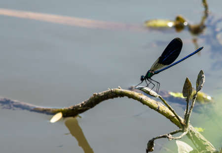 dragonfly on the grass near the river in the summer dayの写真素材