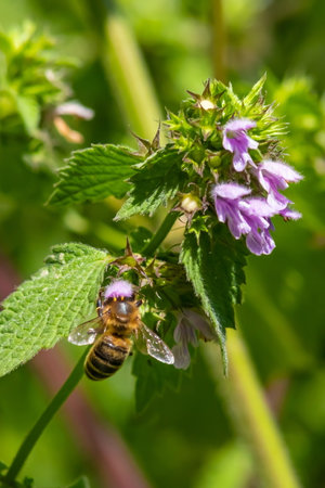 a bee on a purple field flower pollinates plants, collects honey and pollen in summer