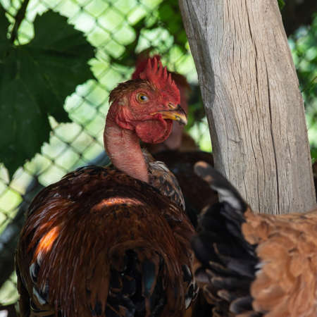 Chickens in a chicken coop in the countryside in the open air. Chickens on the farm on a sunny day. Chicken eats grain from a feeding trough. Homemade rural chickensの写真素材