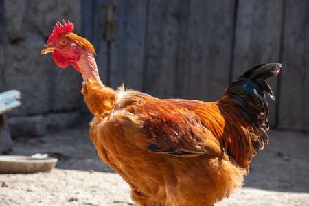 Chickens in a chicken coop in the countryside in the open air. Chickens on the farm on a sunny day. Chicken eats grain from a feeding trough. Homemade rural chickensの写真素材