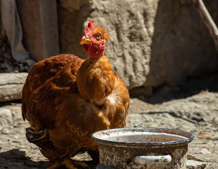 Chickens in a chicken coop in the countryside in the open air. Chickens on the farm on a sunny day. Chicken eats grain from a feeding trough. Homemade rural chickensの写真素材