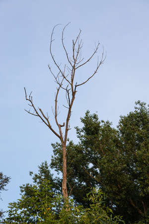 dry trunk of an old tree, against the background of the sky and trees.の写真素材