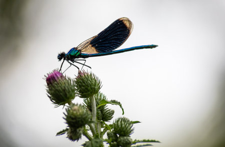 dragonfly on a plant close up sits on a green plantの写真素材
