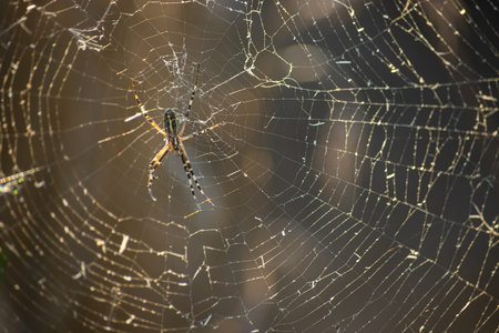 Background of the threads of a spider web with dew drops. Web macro. Abstract natural background in...