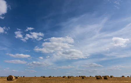 agricultural field with prickly straw from wheat, the grain from which was collected for food, wheat...