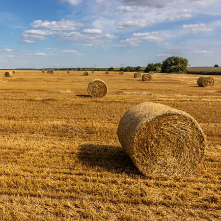 Stacks of straw - bales of hay, rolled into stacks left after harvesting of wheat ears, agricultural farm field with gathered crops rural.の写真素材