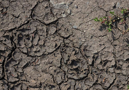 Cracked Earth and green grass. Dried Ground Textureの写真素材