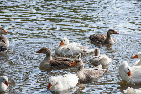 Gray geese swimming in the water. Domestic Geese Swimming in pond.の写真素材