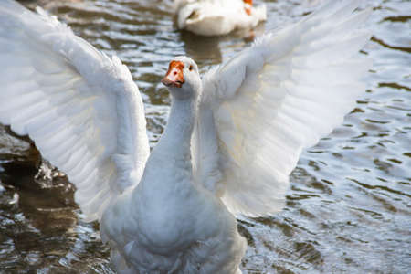 group of domestic white farm geese swim and splash water drops in dirty muddy water, enjoy first...
