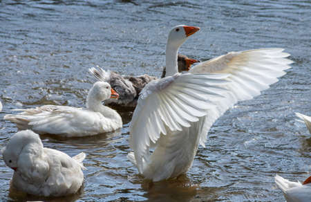 group of domestic white farm geese swim and splash water drops in dirty muddy water, enjoy first warm sun rays, peace and tranquility of nature, pure ecology farming conceptの写真素材