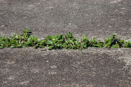 green plants sprouted in cracks in the concrete. Background on the theme of ecologyの写真素材