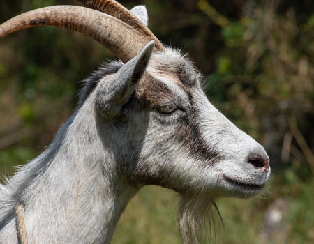 Gray goat at the pasture at the sunny summer dayの写真素材