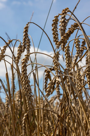 Field of Golden wheat under the blue sky and clouds.の写真素材