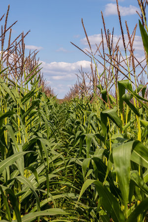 Corn on the stalk in the field.の写真素材