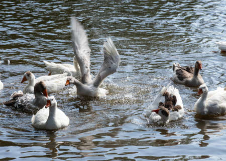 group of domestic white farm geese swim and splash water drops in dirty muddy water, enjoy first warm sun rays, peace and tranquility of nature, pure ecology farming conceptの写真素材