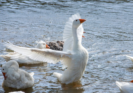 group of domestic white farm geese swim and splash water drops in dirty muddy water, enjoy first warm sun rays, peace and tranquility of nature, pure ecology farming conceptの写真素材