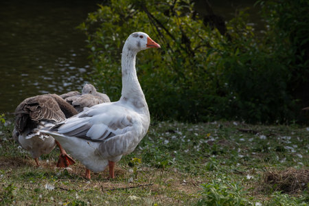 Domestic geese on a walk through the meadow.の写真素材