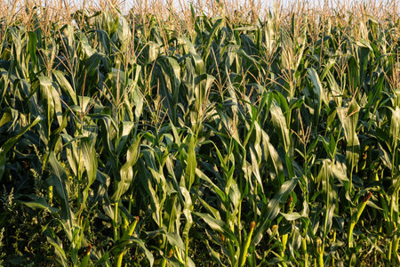 corn field have flowers crane view sun light.