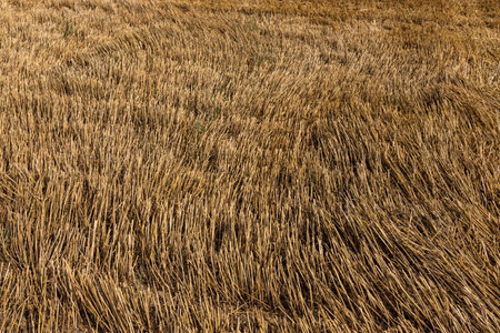 Stubble in the field after harvest. Cut stalks of cereals in the field in summer. Slender rows of grain crops on a summer day in the field. Close-up, side viewの写真素材