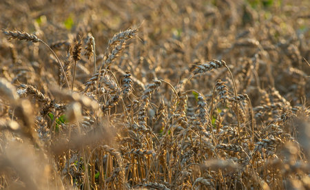 Spikelets of wheat in the field, autumn, harvestの写真素材