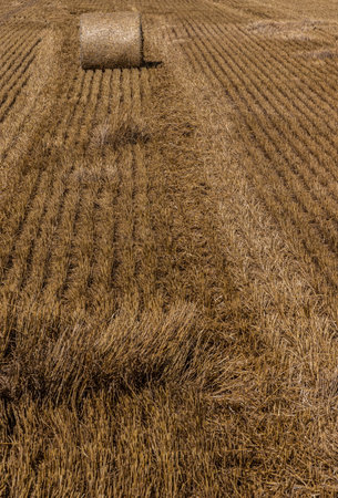 Stacks of straw - bales of hay, rolled into stacks left after harvesting of wheat ears, agricultural farm field with gathered crops rural.の写真素材