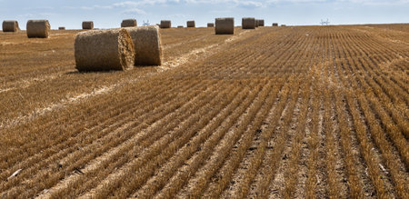 Stacks of straw - bales of hay, rolled into stacks left after harvesting of wheat ears, agricultural farm field with gathered crops rural.の写真素材