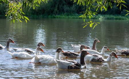 group of domestic white farm geese swim and splash water drops in dirty muddy water, enjoy first warm sun rays, peace and tranquility of nature, pure ecology farming conceptの写真素材