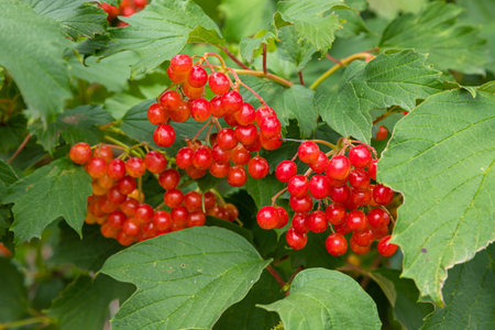 Autumn branch viburnum during the rain, falling drops. Ripe juicy red berries viburnum opulus, green leaves, macro. Harvest, fall backgroundの写真素材