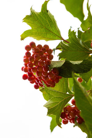 Autumn branch viburnum during the rain, falling drops. Ripe juicy red berries viburnum opulus, green leaves, macro. Harvest, fall backgroundの写真素材
