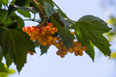 Autumn branch viburnum during the rain, falling drops. Ripe juicy red berries viburnum opulus, green...