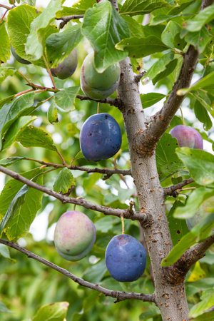 Plum tree with juicy fruits on sunset light.の写真素材