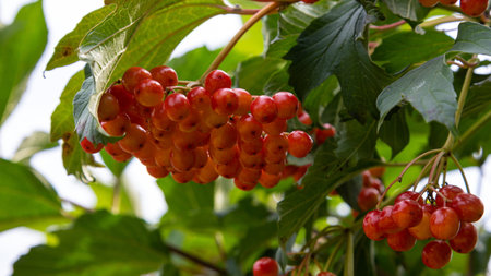 Autumn branch viburnum during the rain, falling drops. Ripe juicy red berries viburnum opulus, green leaves, macro. Harvest, fall backgroundの写真素材