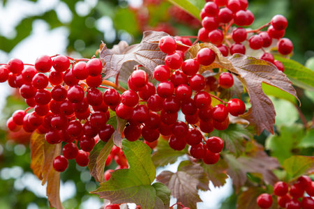 Autumn branch viburnum during the rain, falling drops. Ripe juicy red berries viburnum opulus, green leaves, macro. Harvest, fall backgroundの写真素材