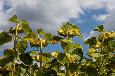 A basket of ripe sunflower on the background of the fieldの写真素材