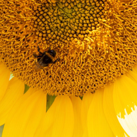 Black and yellow striped bee, honey bee, pollinating sunflowers close up low level view of single sunflower head with yellow petals and black seedsの写真素材