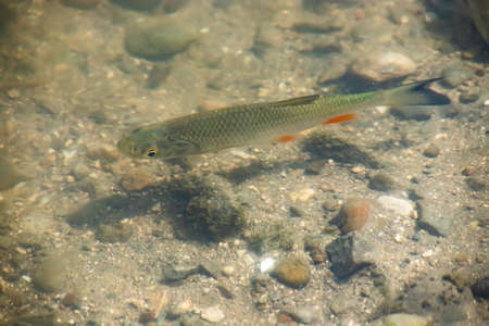 a flock of fish swims in the water of the lake on the shoalの写真素材