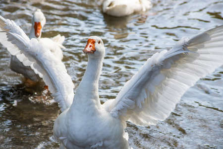 group of domestic white farm geese swim and splash water drops in dirty muddy water, enjoy first warm sun rays, peace and tranquility of nature, pure ecology farming conceptの写真素材