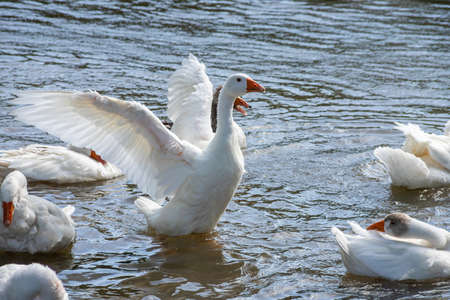 group of domestic white farm geese swim and splash water drops in dirty muddy water, enjoy first warm sun rays, peace and tranquility of nature, pure ecology farming conceptの写真素材