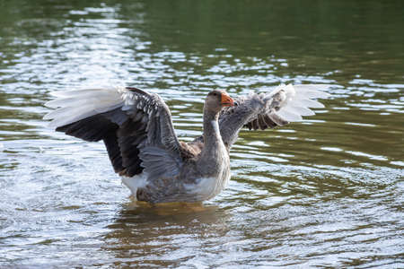 Gray geese swimming in the water. Domestic Geese Swimming in pond.の写真素材