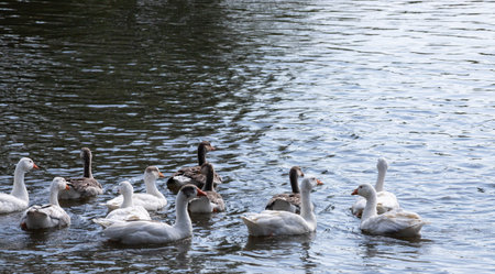 Gray geese swimming in the water. Domestic Geese Swimming in pond.の写真素材