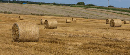Stacks of straw - bales of hay, rolled into stacks left after harvesting of wheat ears, agricultural farm field with gathered crops rural.の写真素材