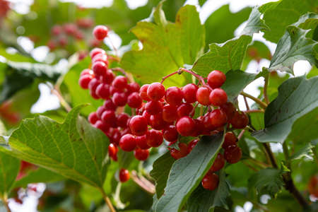 Autumn branch viburnum during the rain, falling drops. Ripe juicy red berries viburnum opulus, green leaves, macro. Harvest, fall backgroundの写真素材