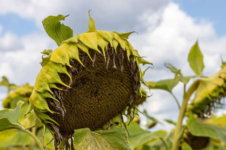 A basket of ripe sunflower on the background of the fieldの写真素材