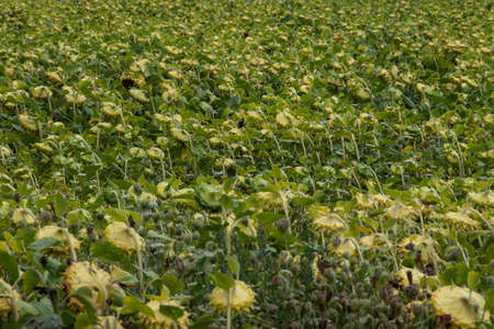 A basket of ripe sunflower on the background of the fieldの写真素材