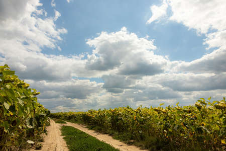 Ready ripe withered sunflowers on the field along a rural road.の写真素材