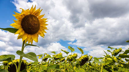 rural farm field with dry and ripe disk heads of common sunflower ready for harvest, and a late flower bloom in blue summer skyの写真素材