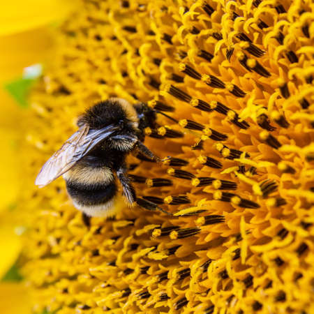 Black and yellow striped bee, honey bee, pollinating sunflowers close up low level view of single sunflower head with yellow petals and black seedsの写真素材