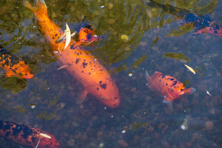 Koi fish swimming in water garden, fancy carp fish, koi fishes, Koi fish in the pond.の写真素材