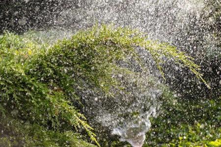 Modern device of irrigation garden. Irrigation system - technique of watering in the garden. Lawn sprinkler spraying water over greenの写真素材